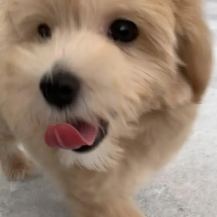 たなか 様のお迎えした子犬