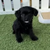 チワプー(トイプードル×チワワ)【福岡県・女の子・2023年10月29日・ブラック】の写真4