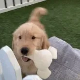 ゴールデンレトリバー【福岡県・男の子・2023年3月1日・ゴールド】の写真5