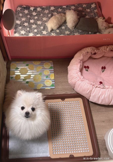 ママは休憩も出来るスペースで安全に子育てができるようにしています｜北出　陽子(きたで　ようこ)ブリーダー(大阪府・ポメラニアン・JKC登録)の紹介写真2