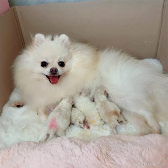 北出陽子ブリーダーのブログ：可愛いベビーちゃん産まれています