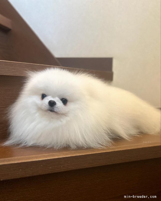 ポメラニアン【・男の子・2022年1月6日・ホワイト】