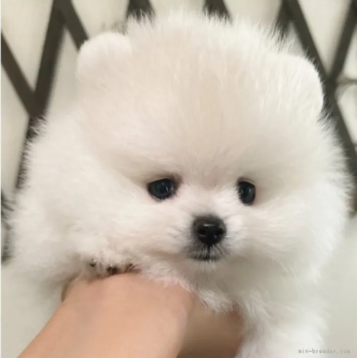 ID：2308-01774の子犬