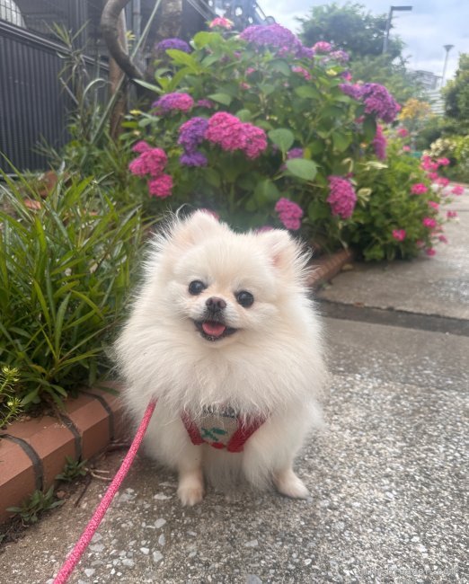 ポメラニアン【・女の子・2022年6月28日・ホワイトクリーム】「お散歩大好き」