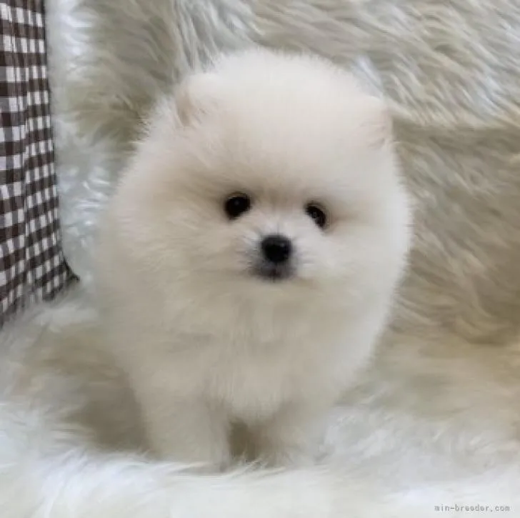 ID：2210-03545の子犬