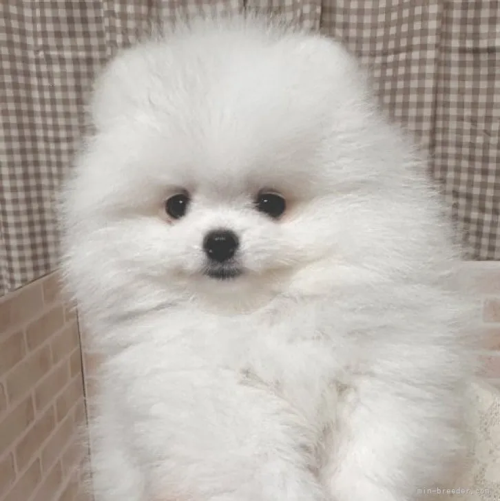 ぽこ 様のお迎えした子犬