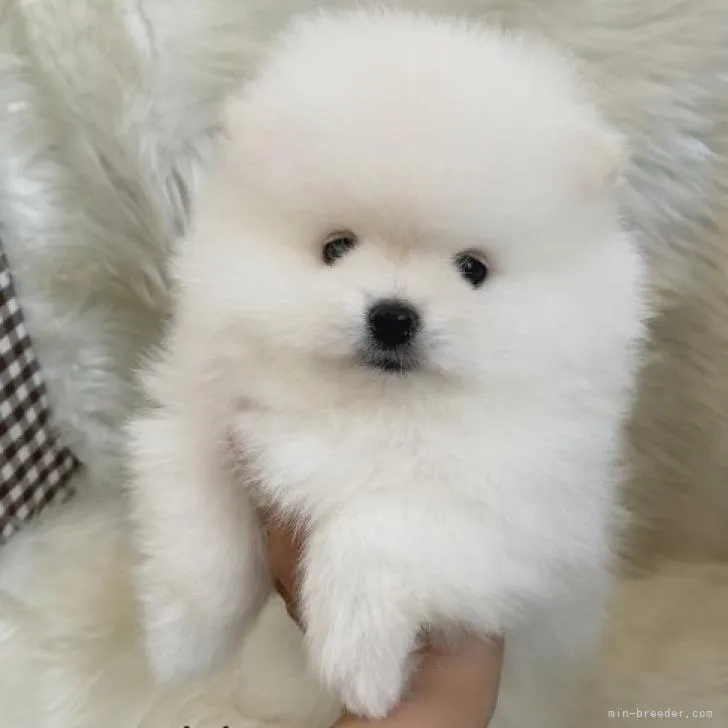 A.Ｉ 様のお迎えした子犬