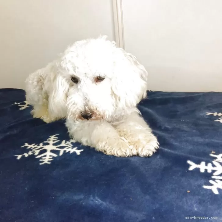 トイプードル(トイ)【和歌山県・男の子・2024年7月14日・クリーム】の写真1「体重3.5kg兄妹では大きめな男の子です」