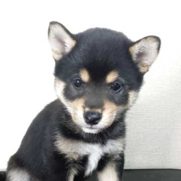 柴犬(豆柴)【和歌山県・女の子・2025年7月25日・黒】の写真「小ぶりで愛嬌たっぷり」