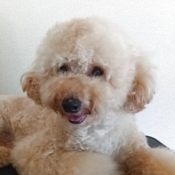 トイプードル(トイ)【和歌山県・男の子・2023年10月23日・クリーム】の写真「元気モリモリでひと懐っこいです大変優しい子です。」