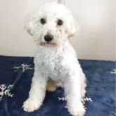トイプードル(トイ)【和歌山県・男の子・2024年7月14日・クリーム】の写真2「緊張しまくり。震えがとまりません。」