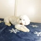 トイプードル(トイ)【和歌山県・男の子・2024年7月14日・クリーム】の写真3「毎日仲良く兄妹と過ごしています。」