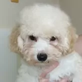 トイプードル(トイ)