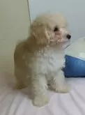 トイプードル(トイ)【和歌山県・男の子・2024年7月14日・クリーム】の写真4