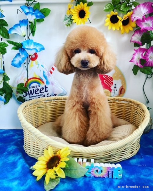 岩永　美鈴(いわなが　みすず)ブリーダー(福岡県・トイプードルなど・JKC登録)の紹介写真1