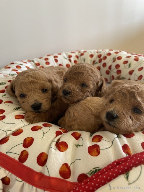 岩永　美鈴(いわなが　みすず)ブリーダー(福岡県・トイプードルなど・JKC登録)の紹介写真2