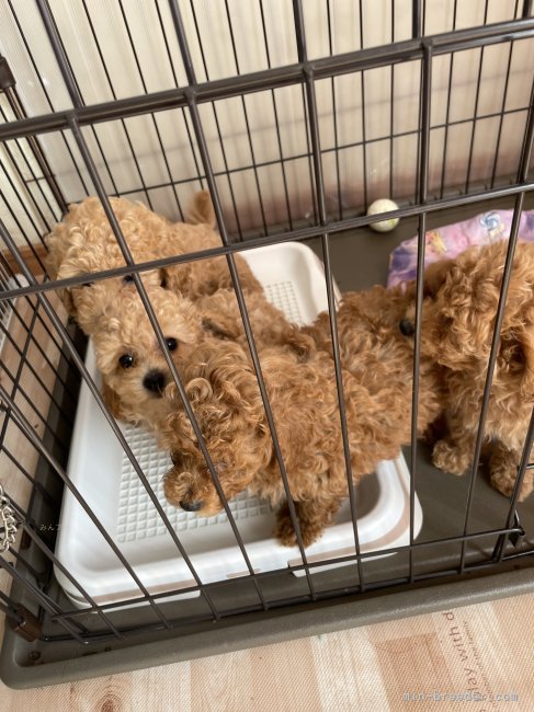 岩永　美鈴(いわなが　みすず)ブリーダー(福岡県・トイプードルなど・JKC登録)の紹介写真3