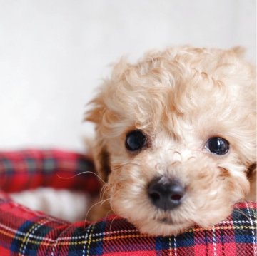 トイプードル(タイニー)【福岡県・男の子・2025年9月17日・ペ-ルフォーン】の写真「明るくて人懐こい可愛い子です」