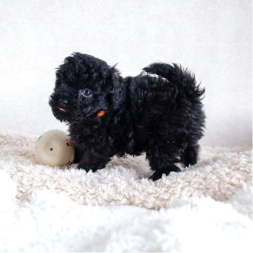 トイプードル(タイニー)【福岡県・男の子・2025年9月17日・ブラック】の写真「小ぶりでとてもかわいい男の子です」
