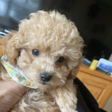 トイプードル(タイニー)【福岡県・女の子・2025年9月17日・ペ-ルフォーン】の写真「大人しくてかわいい子です
おチビちゃんです」