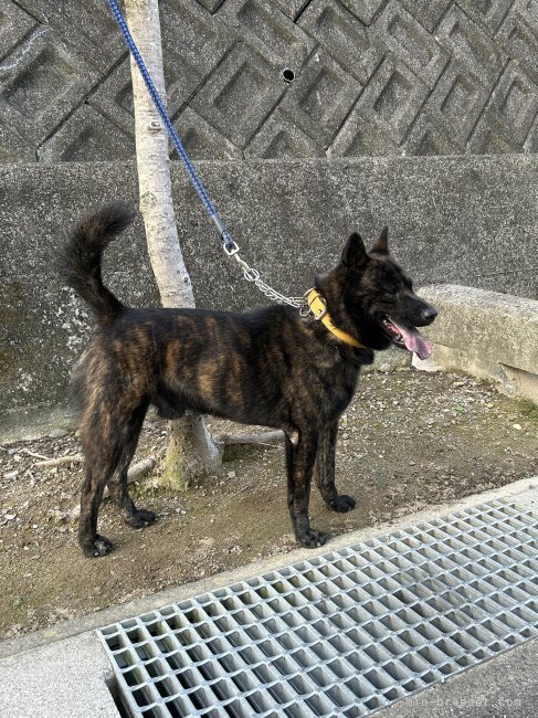 オス犬の希龍（キリュウ）｜大喜多　登(おおきた　のぼる)ブリーダー(愛媛県・甲斐犬・甲斐犬愛護会登録)の紹介写真1