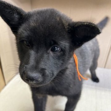 甲斐犬【愛媛県・女の子・2023年9月11日・黒虎毛】の写真「黒虎毛の活発」