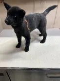 甲斐犬【愛媛県・女の子・2023年9月11日・黒虎毛】の写真2
