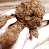 トイプードル(ティーカップ)
