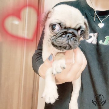 パグ【茨城県・男の子・2025年3月20日・フォーン】の写真「小ぶりの男の子ฅ'ω'ฅ♥️」