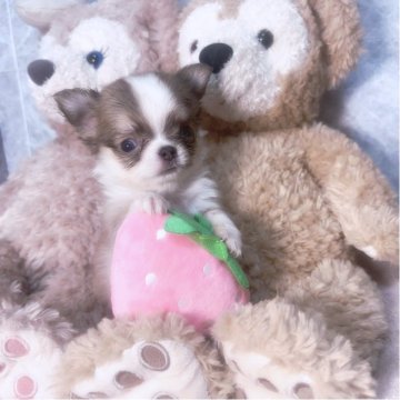 チワワ(ロング)【茨城県・男の子・2025年7月23日・レッドアンドホワイト】の写真「小さい男の子です☺️♥️」