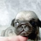 パグ