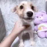 ジャックラッセルテリア