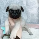パグ