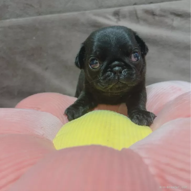 ID:2407-01162の子犬