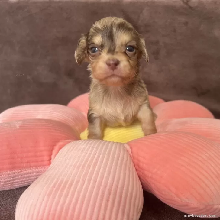 ID：2404-02261の子犬