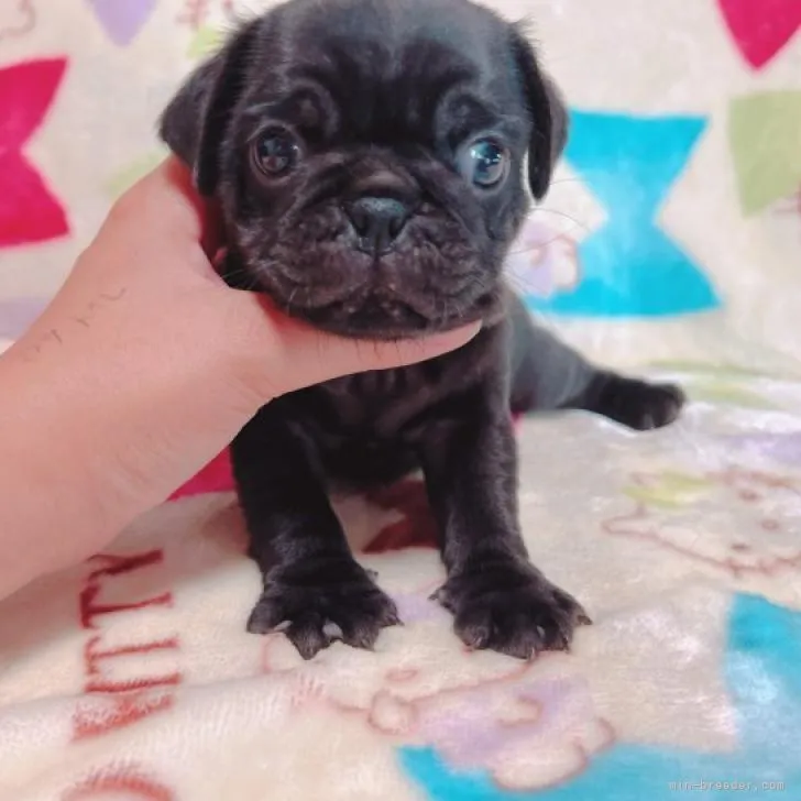 タケ 様のお迎えした子犬