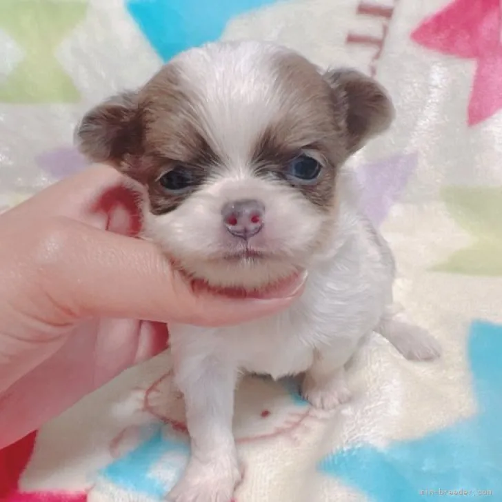 M.S 様のお迎えした子犬