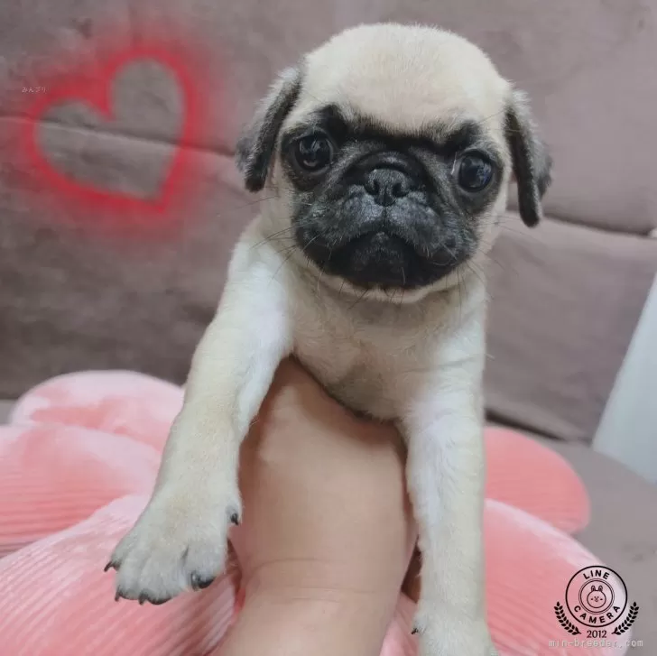 ID：2407-06375の子犬
