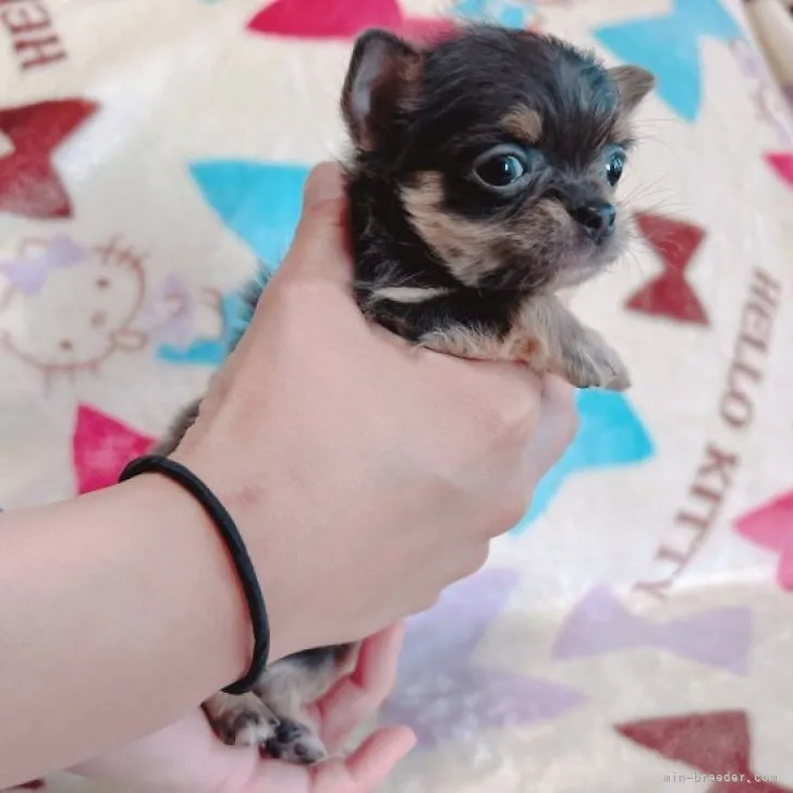 ID:2304-01895の子犬