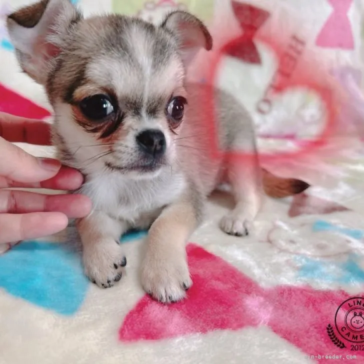 ID：2302-03709の子犬