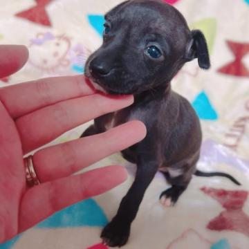 イタリアングレーハウンド【茨城県・男の子・2022年4月28日・シール】の写真「チビチビの男の子♡母遺伝子検査クリア」