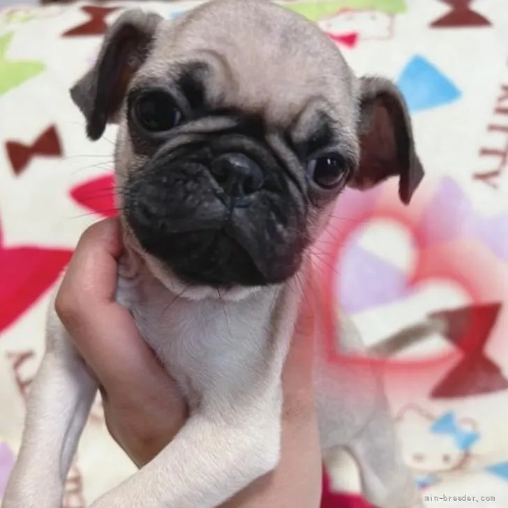 ID:2205-03390の子犬