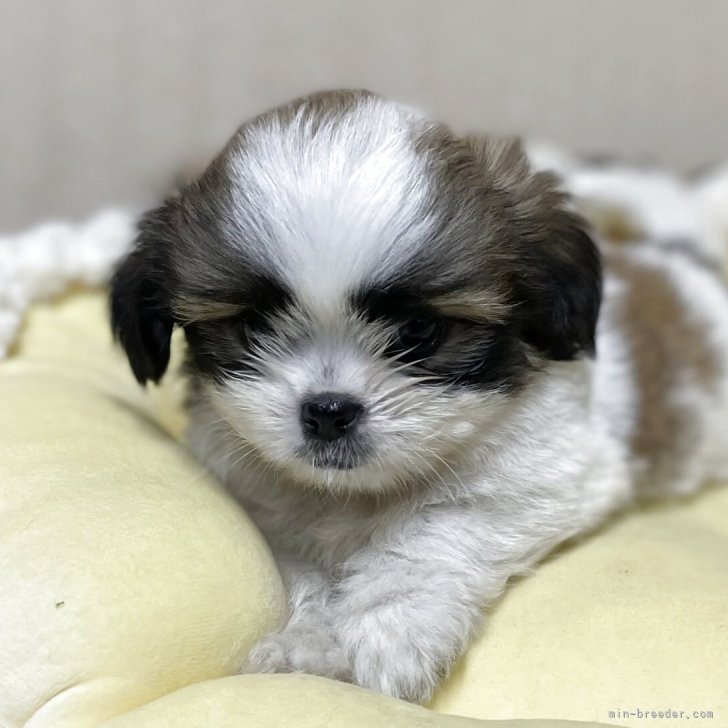 オーダー　プードル　ポメ　マルチーズ　柴犬　チワワ　シーズー オーダーパネル購入ポメマルチーズプードルシーズー柴犬ちわわ