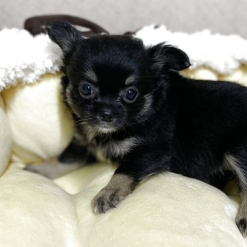 チワワ(ロング)【福岡県・男の子・2025年8月17日・ブラックタン&ホワイト】の写真「イケメンの男の子」