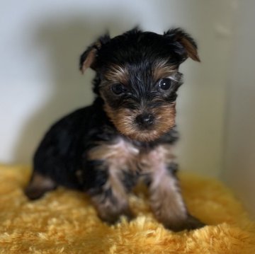 ヨークシャーテリア【福岡県・男の子・2024年2月20日・スチールブルータン】の写真「久しぶりのヨーキー君」