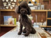 トイプードル【・男の子・2022年6月10日・ブラウン】