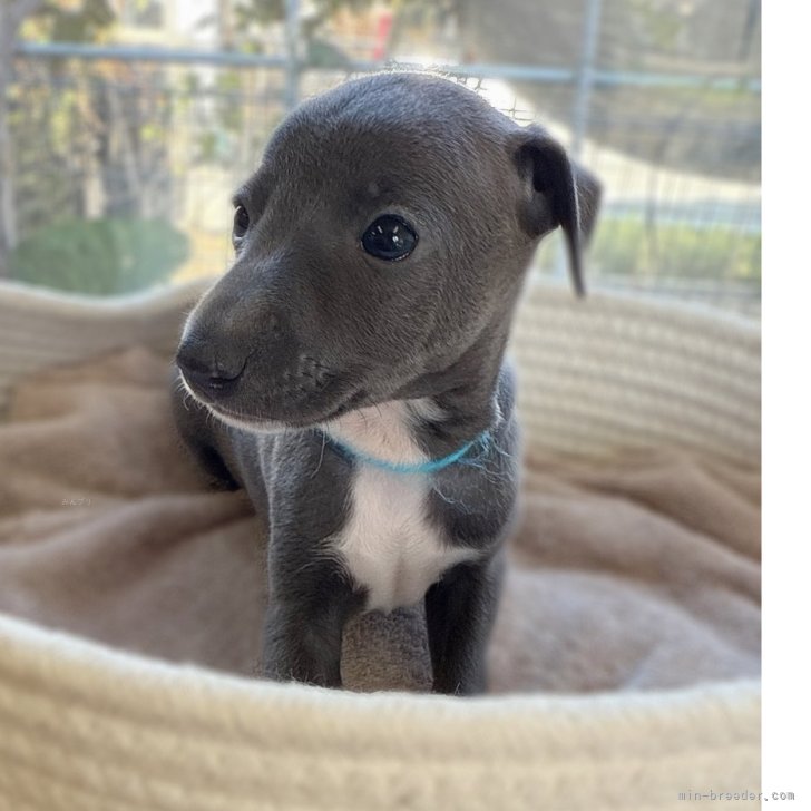 ブリーダー画像