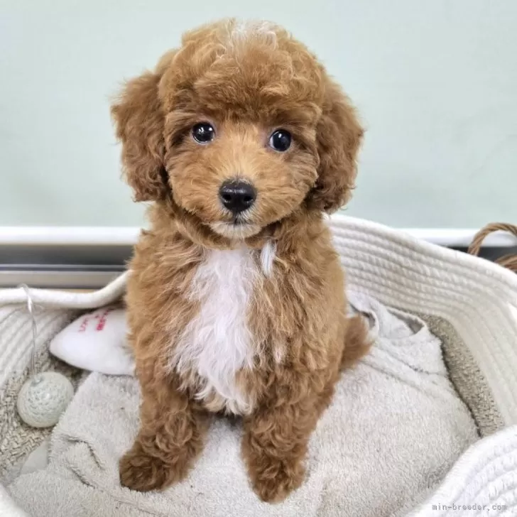 ID:2503-00208の子犬