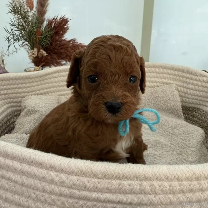 ID：2503-00165の子犬