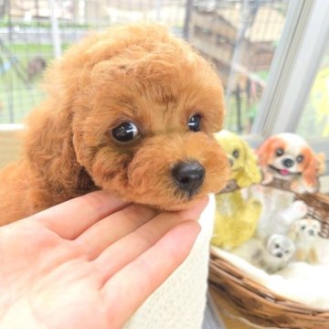 トイプードル(トイ)【大分県・男の子・2025年4月29日・レッド】の写真「元気いっぱいな男の子⭐︎」